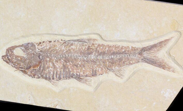 Detailed, Knightia Fossil Fish - Wyoming #42346
